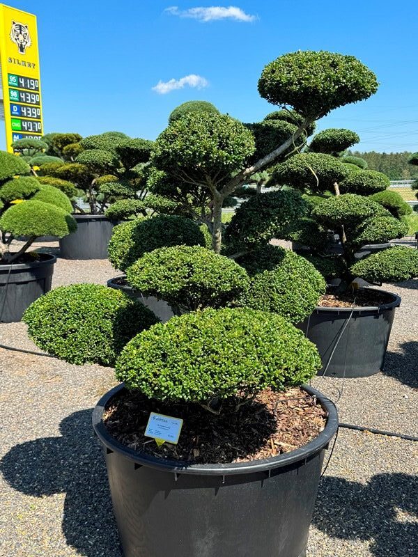 2940 - Cesmína vroubkovaná - Ilex crenata 'Convexa'