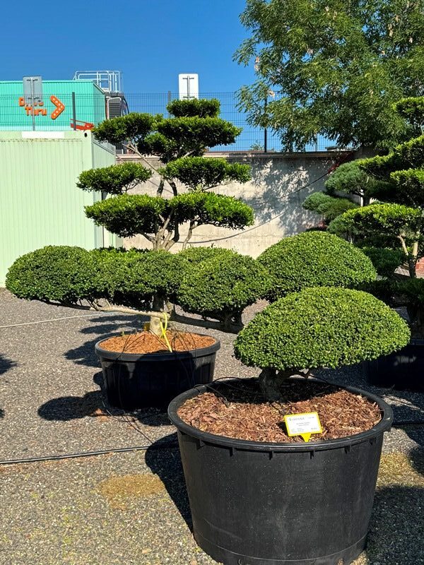 2941 - Cesmína vroubkovaná - Ilex crenata 'Convexa'
