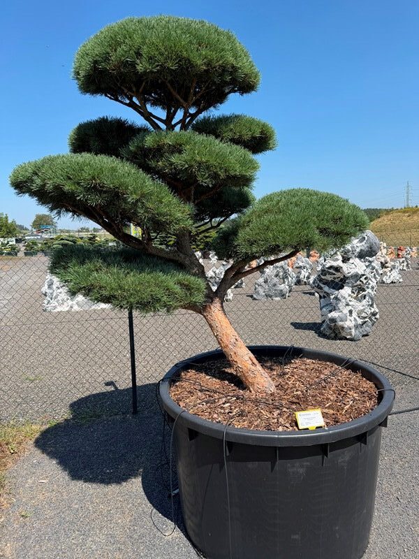2942 - Borovice lesní - Pinus sylvestris 'Watereri'