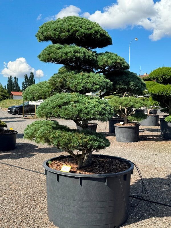 2943 - Borovice drobnokvětá - Pinus parviflora 'Negishi'