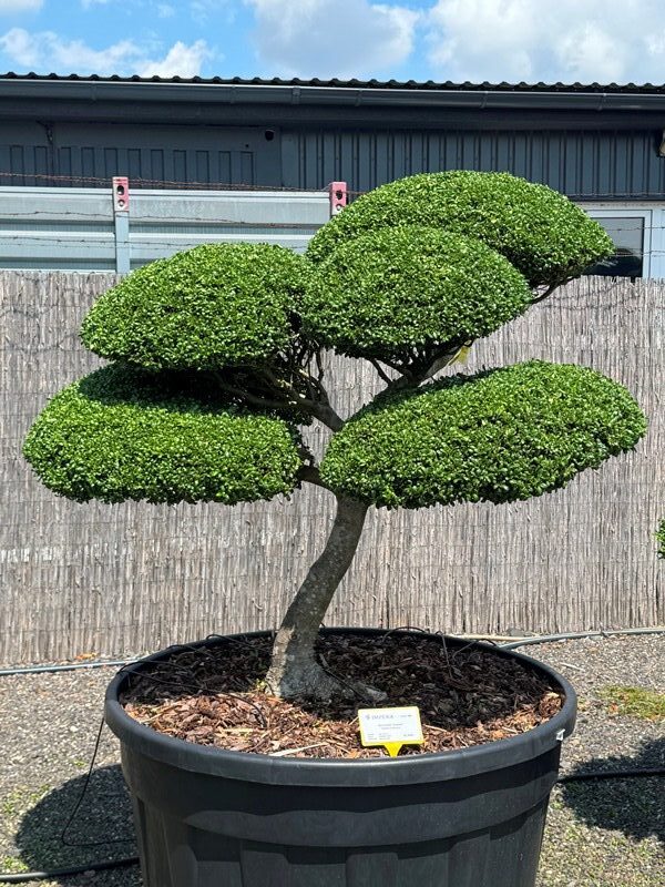2948 - Cesmína vroubkovaná - Ilex crenata 'Convexa'