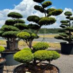 2949 - Tis červen&yacute; - Taxus baccata 'Semperaurea'