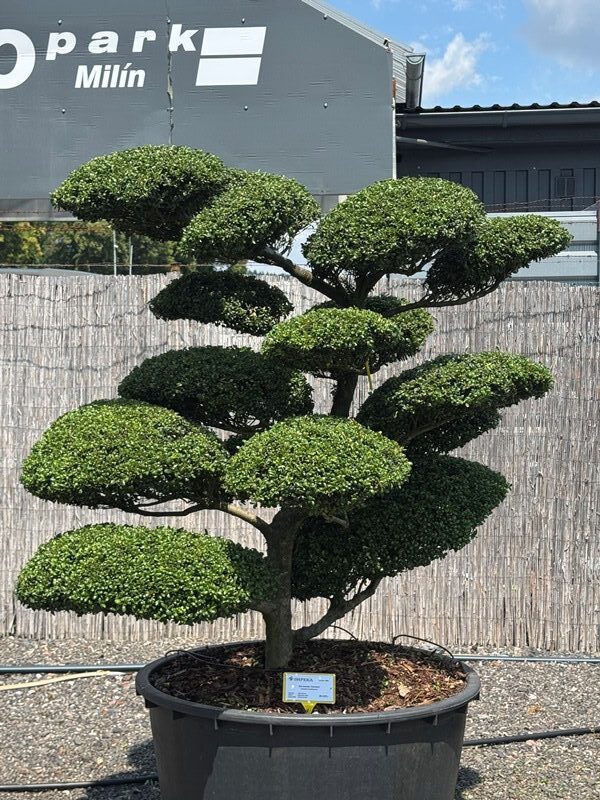 2950 - Cesmína vroubkovaná - Ilex crenata 'Convexa'