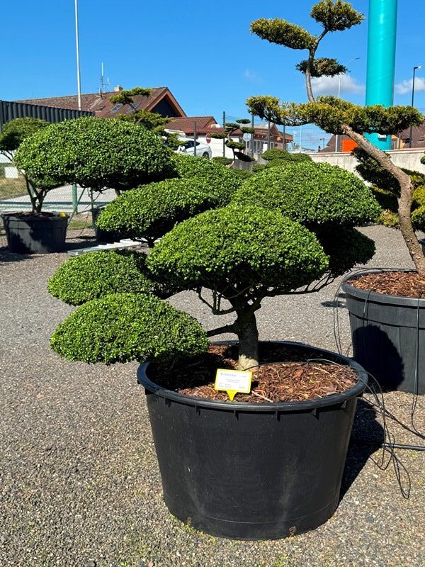 2951 - Cesmína vroubkovaná - Ilex crenata 'Convexa'