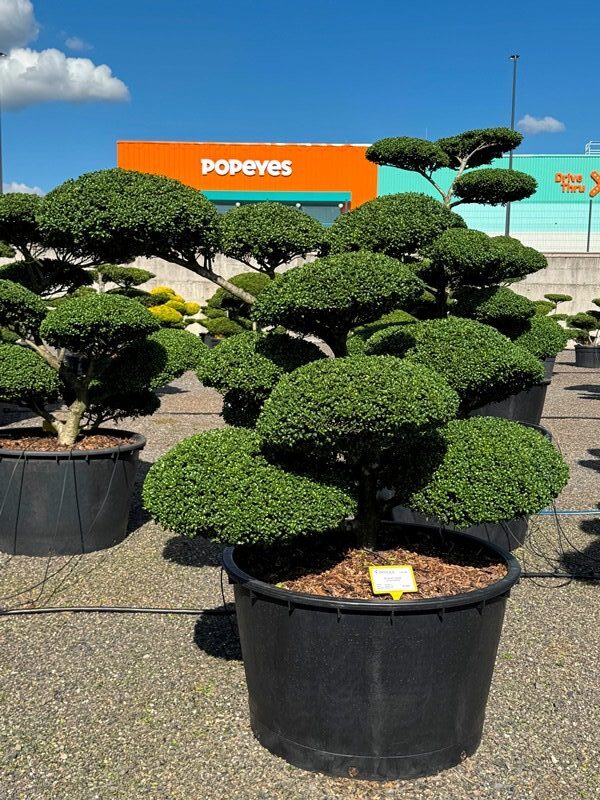 2952 - Cesmína vroubkovaná - Ilex crenata 'Convexa'