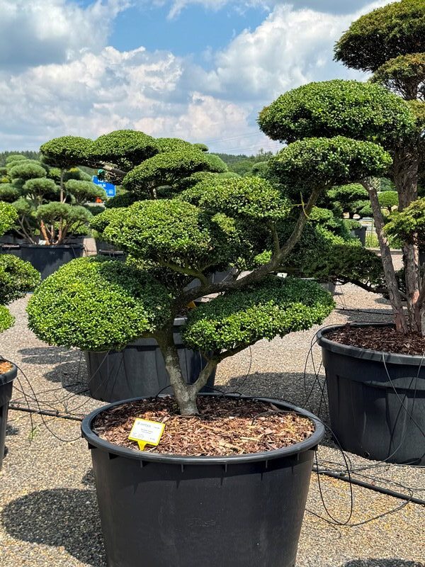 2953 - Cesmína vroubkovaná - Ilex crenata 'Convexa'