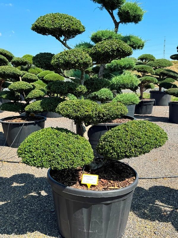 2954 - Cesmína vroubkovaná - Ilex crenata 'Convexa'