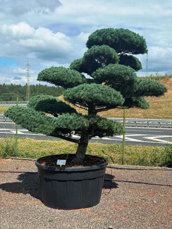 2956 - Borovice drobnokvětá - Pinus parviflora 'Negishi'