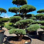 2957 - Borovice lesní - Pinus sylvestris 'Watereri'