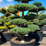 2958 - Borovice lesní - Pinus sylvestris 'Watereri'