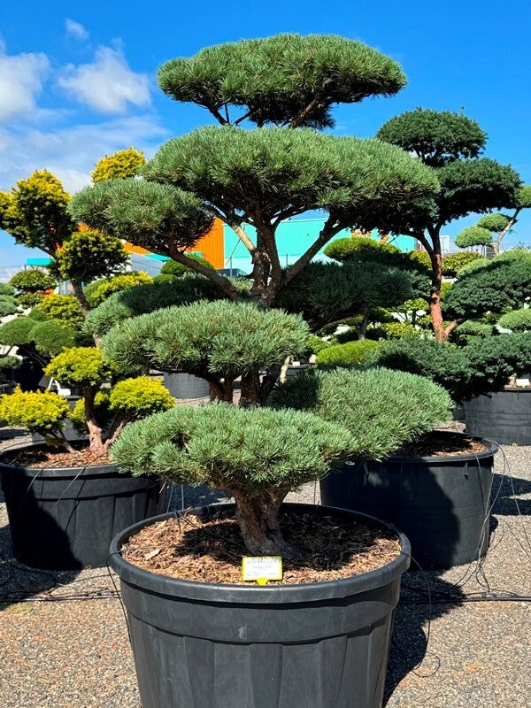 2958 - Borovice lesní - Pinus sylvestris 'Watereri'