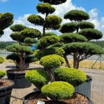2962 - Tis červen&yacute; - Taxus baccata 'Semperaurea'