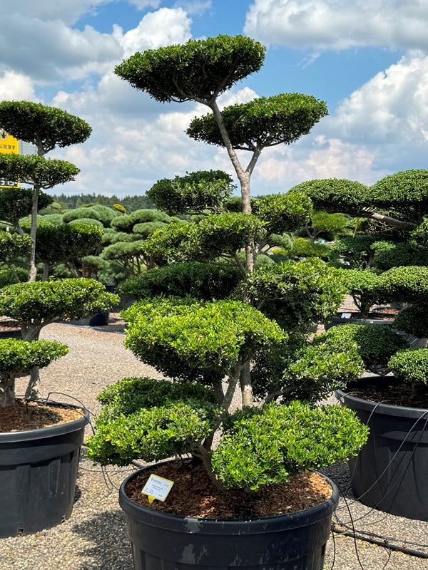 2963 - Cesmína vroubkovaná - Ilex crenata 'Green Lustre'