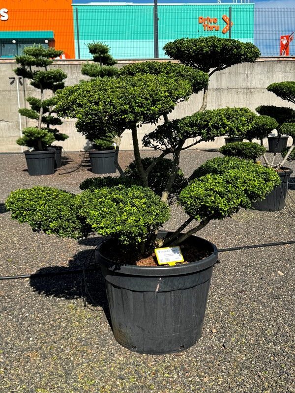 2965 - Cesmína vroubkovaná - Ilex crenata 'Convexa'