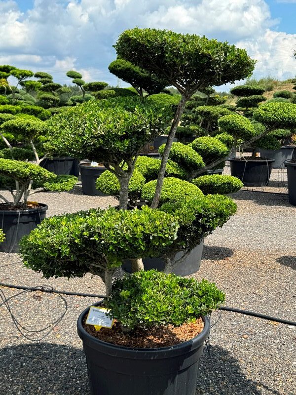 2969 - Cesmína vroubkovaná - Ilex crenata