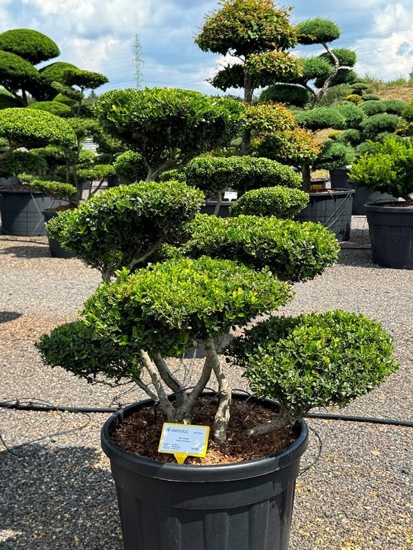2970 - Cesmína vroubkovaná - Ilex crenata