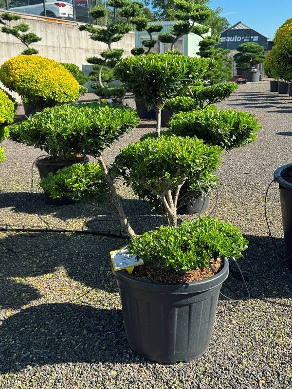 2972 - Cesmína vroubkovaná - Ilex crenata 'Blondie'