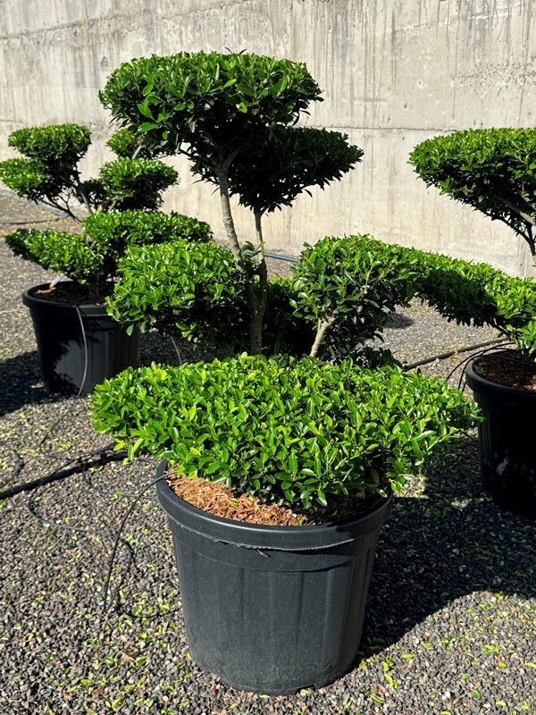2973 - Cesmína vroubkovaná - Ilex crenata 'Blondie'