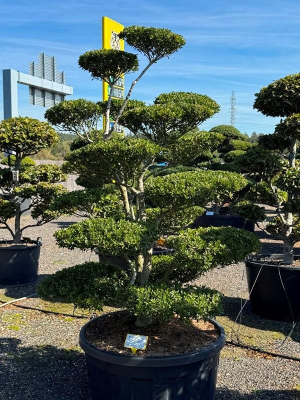 2974 - Cesmína vroubkovaná - Ilex crenata 'Blondie'