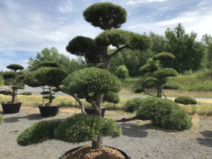 Borovice čern&aacute; - Pinus nigra