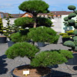 Borovice čern&aacute; prav&aacute; - Pinus nigra nigra