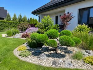Borovice čern&aacute; - Pinus nigra 'Brepo' - 01