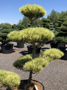 Borovice hustokvět&aacute; - Pinus densiflora 'Oculus-draconis'