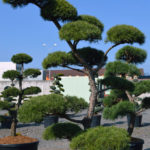 Borovice lesn&iacute; - Pinus sylvestris