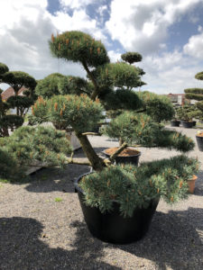 Borovice lesn&iacute; - Pinus sylvestris 'Norske Typ'