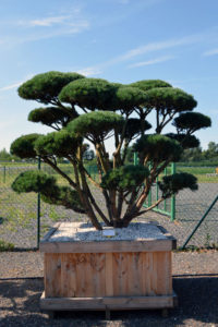 Borovice lesní - Pinus sylvestris 'Watereri'