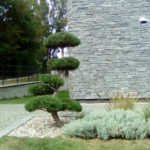 Borovice v okrasn&eacute; zahradě - 1