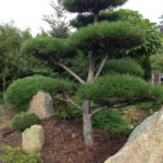 Borovice v okrasn&eacute; zahradě - 3