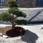 Borovice v okrasn&eacute; zahradě - 4