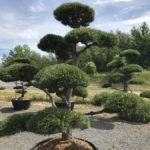 Borovice černá - Pinus nigra
