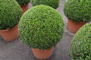 Buxus microphylla 'Faulkner'