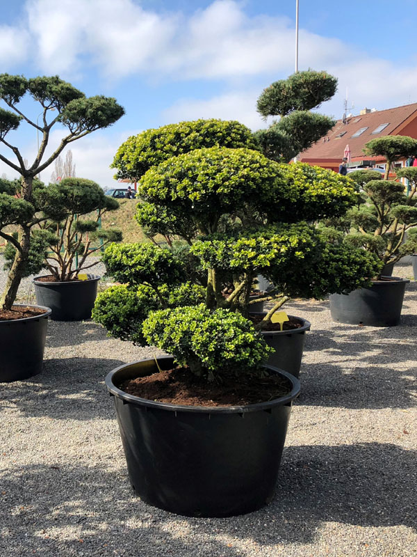 Cesmina Prodej (tmavě zelenými, Ilex aquifolium, kultivar tmavě, tmavě zelenými listy) Cesmina Prodej