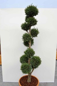 Cypři&scaron;ek Lawsonův - Chamaecyparis lawsoniana 'Columnaris'