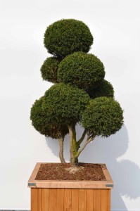 Chamaecyparis lawsoniana 'Lycopodioides' - Cypři&scaron;ek Lawsonův - 2