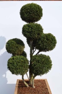 Chamaecyparis lawsoniana 'Lycopodioides' - Cypřišek Lawsonův - 1