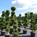 Cypři&scaron;ek Lawsonův 'Ivonne' v na&scaron;em showroomu