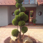 Cypři&scaron;ek Lawsonův 'Ivonne' ve vstupn&iacute; partii RD