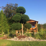 Cypři&scaron;ek Lawsonův 'Lycopodioides' v okrasn&eacute; zahradě