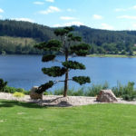 Cypři&scaron;ek tupolist&yacute; 'Nana Gracilis' v okrasn&eacute; zahradě