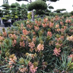 Detail borovice drobnokvět&eacute; 'Glauca'