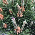 Detail borovice kleč mughus