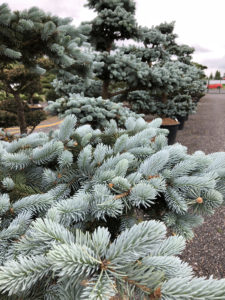 Detail smrku pichlav&eacute;ho 'Hoopsii'