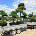Doprava tvarovan&yacute;ch stromů - 01