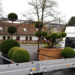 Doprava tvarovan&yacute;ch stromů - 02