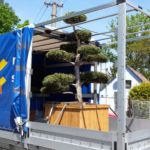 Doprava tvarovan&yacute;ch stromů - 04