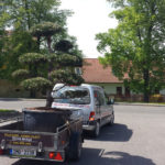 Doprava tvarovan&yacute;ch stromů - 05